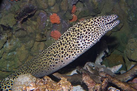 Honeycomb moray eel (tesselate moray), Gymnothorax favagineus