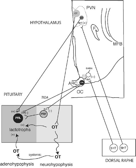 Schematics representing the pathways through which serotonin may... | Download Scientific Diagram