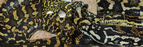 Jungle Carpet Pythons Breeding - Carpet Vidalondon