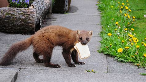 Mamifere, specii de mustelide – Jderul de pădure (Martes martes ...