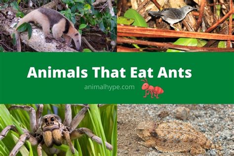 16 Animals That Eat Ants: From Ordinary to Unusual - Animal Hype