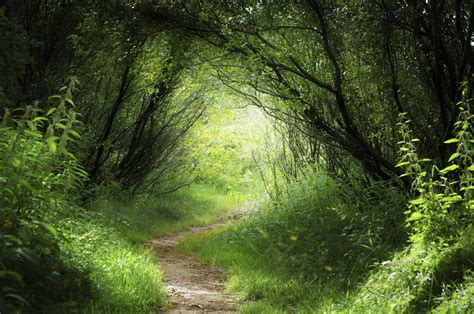 Image Gallery magical forest path