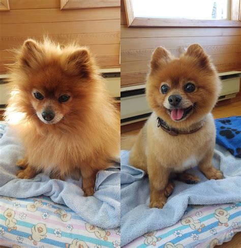 Dog haircuts, Pomeranian dog, Pomeranian haircut