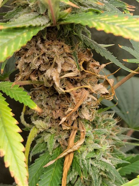 How to Identify & Get Rid of Cannabis Bud Rot or Mold