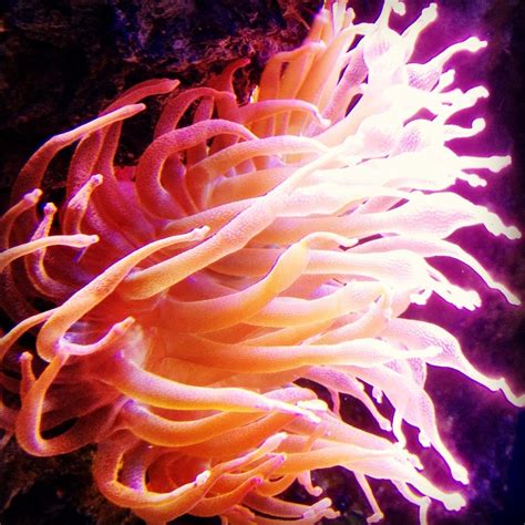 Orange and White Sea Anemone in NY Aquarium