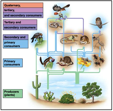 Trophic Interactions in the Kelp Forest – Professor St. John's ...