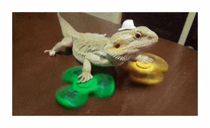 Spinner Bearded GIF - Spinner Bearded Dragon - Discover & Share GIFs