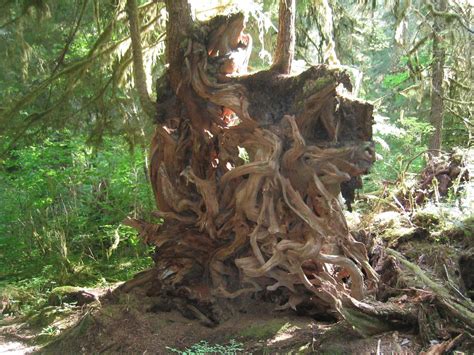 Roots Of Fallen Tree | The gnarly roots from a fallen tree m… | Flickr