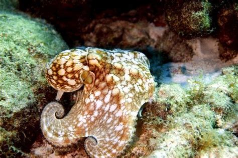 Curled Octopus In His Natural Habitat - Octopus Facts and Information ...