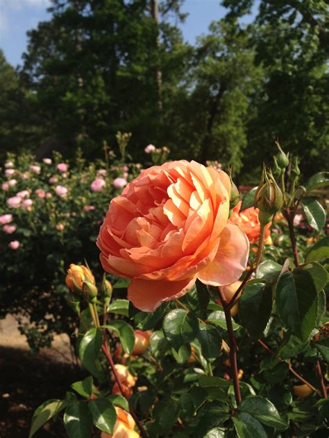 Orange rose...beautiful Orange Roses, Garden, Plants, Flowers, Beautiful, Garten, Lawn And ...