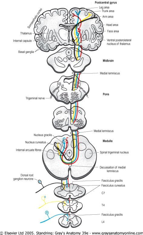 Dorsal column system | Medical anatomy, Neurology, Medical school stuff