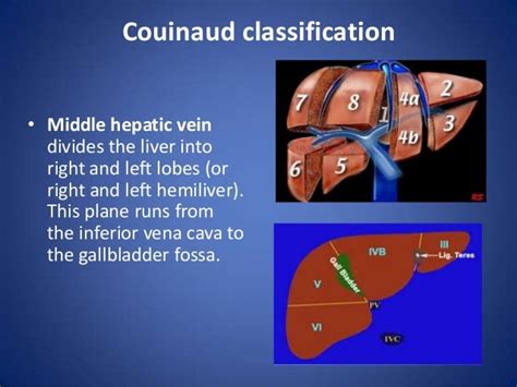 Liver segmental anatomy