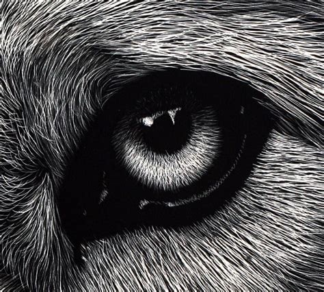 A study on Eyes and Noses [Archive] | Wolf eye drawing, Black and white art drawing, Wolf eyes