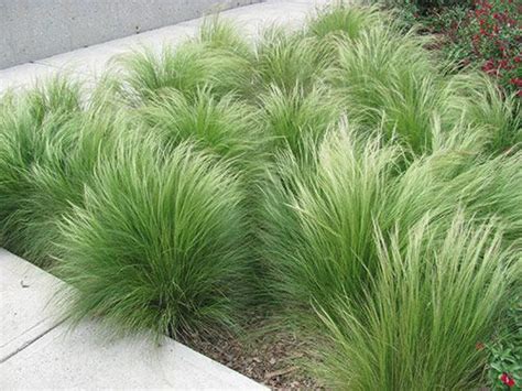 Landscaping with Ornamental Grasses | The Happy Housie Ornamental ...