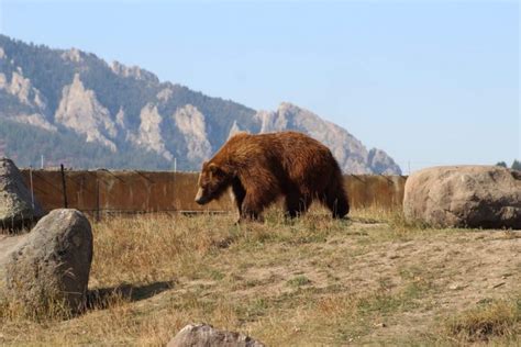 Avoid These Dangerous Animals in Montana - HWY.CO