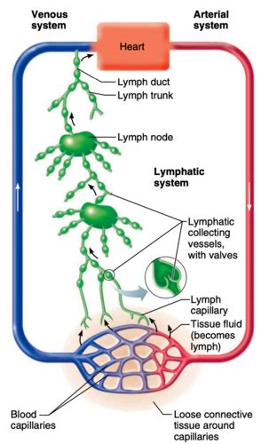 Lymphatic System (Final) Flashcards | Quizlet