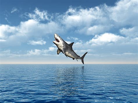 Shark Jumping Out Of Water Stock Photos, Pictures & Royalty-Free Images ...