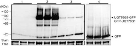 Anti-GFP western blot analysis of recombinant proteins expressed in N ...