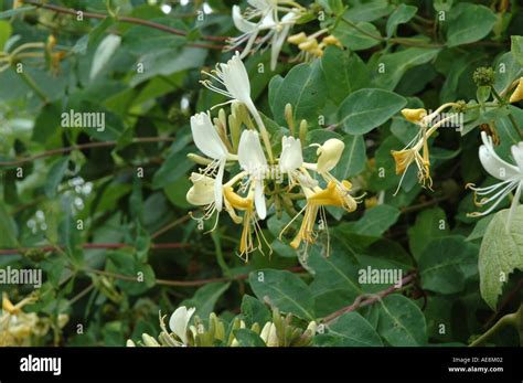 Lonicera periclymenum Graham Thomas Honeysuckle Stock Photo - Alamy