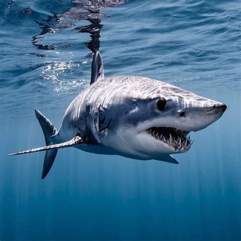 Shark Of The Week on Instagram: “On first glance, the mako shark looks ...