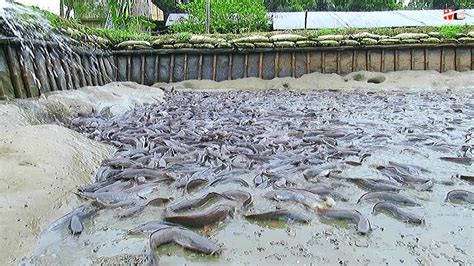 Amazing! Million of Indian Big Catfish Farming Business in Pond ...