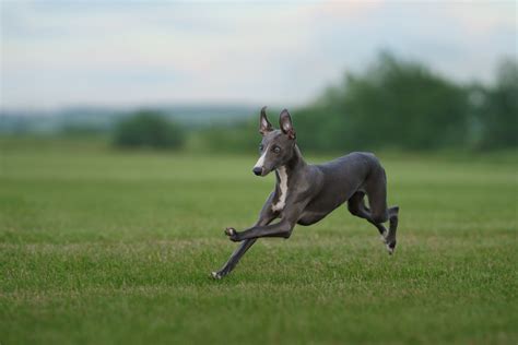 Whippet's Run During 'Fastest Dogs USA Competition' Is Show-Stopping - Pet News