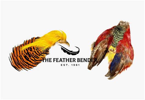 Golden pheasant feathers