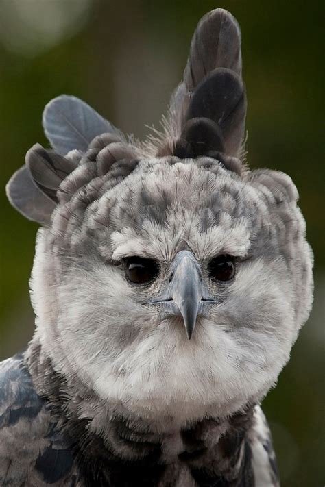 Happy Eagle | feathered friends | Pinterest