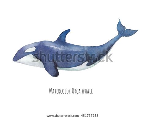 Watercolor Orca Hand Drawn Killer Whale Stock Illustration 451737958