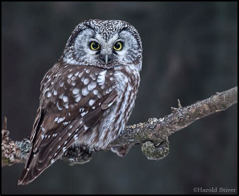 Boreal Owl, Aegolius funereus, alert and up close | Nature Notes