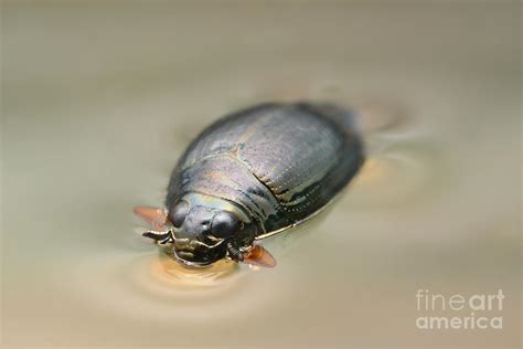 Whirligig Beetle Photograph by Matthias Lenke - Pixels