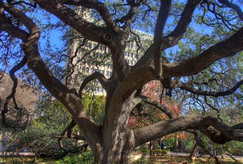 Tree in Alamo Garden in San Antonio, Texas image - Free stock photo - Public Domain photo - CC0 ...