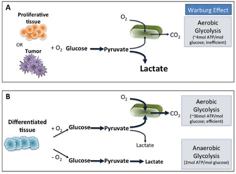 Anaerobic Glycolysis Pathway