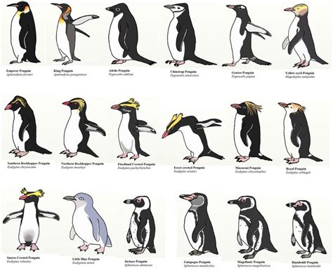 The Disillusioned Taxonomist: Penguins of the World | Penguin species ...