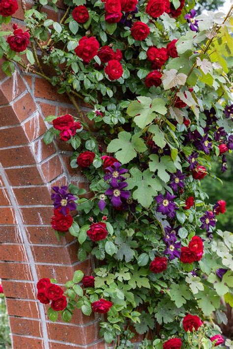 Red Roses and Purple Clematis Flowers Blooming in Early Summer. Stock Photo - Image of nature ...