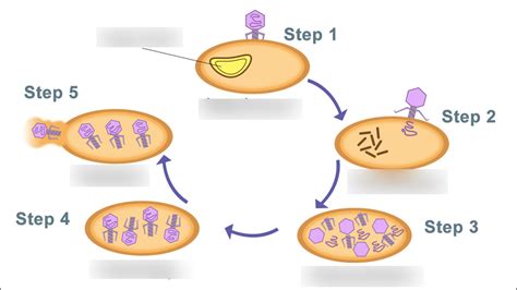 Lytic Cycle Diagram 5 Steps