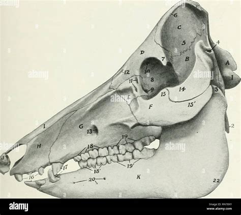 Animal Skull Anatomy