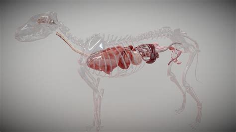 Bone structure and internal organs of a dog - 3D model by Vak.Expert (@vakexpert) [7587ebe ...