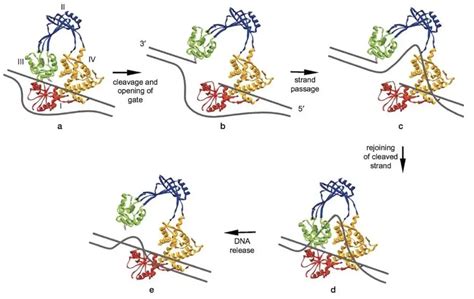 What is the Function of DNA Topoisomerase 1 and 2?