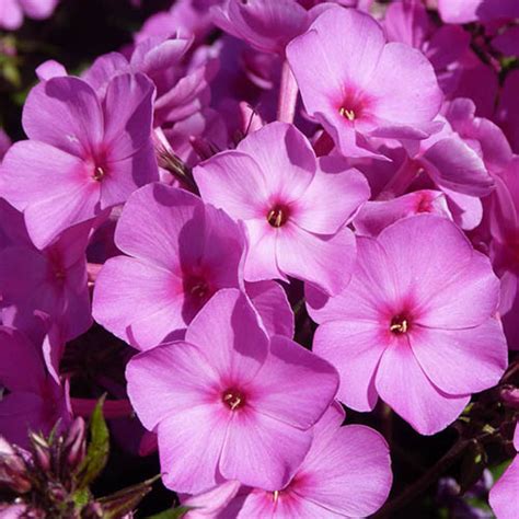 Creeping Phlox Collection plug x 12 | YouGarden