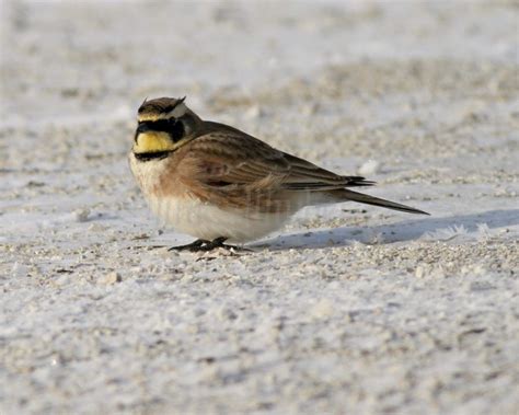 Horned Lark - Window to Wildlife - Photography by Jim Edlhuber