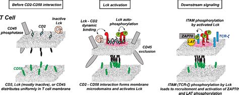 Figure 1 from The coreceptor CD2 uses plasma membrane microdomains to transduce signals in T ...