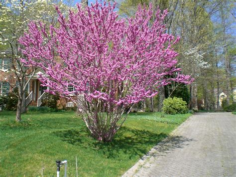 Cercis chinensis 'Forest Pansy' along the driveway. | Landscape projects, Backyard landscaping ...