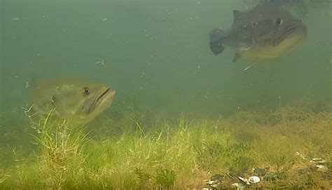 7 Videos: Understanding Spawning Bass - Game & Fish