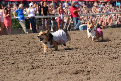 Canterbury's Corgi crowd breaks record | News | swnewsmedia.com