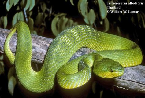 Trimeresurus albolabris | The Reptile Database