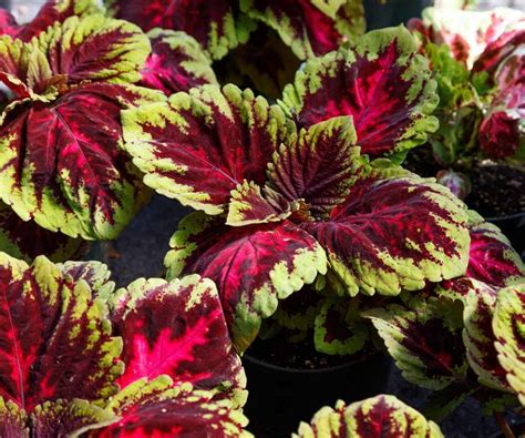 Coleus Plant Indoor Care guide - The Contented Plant