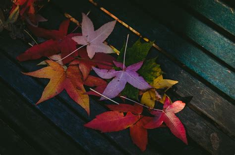 Autumn Leaves Pink Colour Wallpapers - Wallpaper Cave