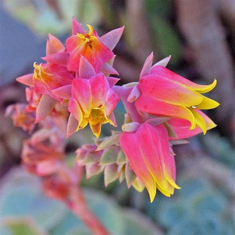 Echeveria Flowers | Unusual flowers, Echeveria, Amazing flowers