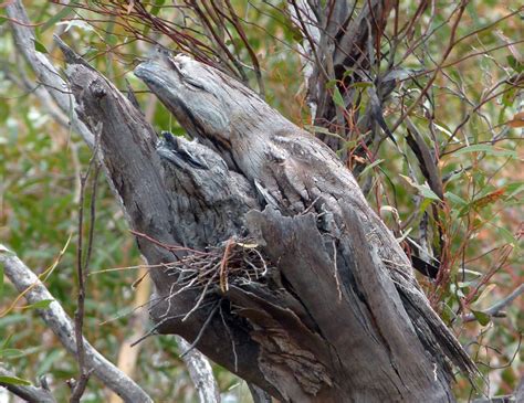 Tawny Frogmouths disguise themselves as broken tree branches during the day, their heads pointed ...